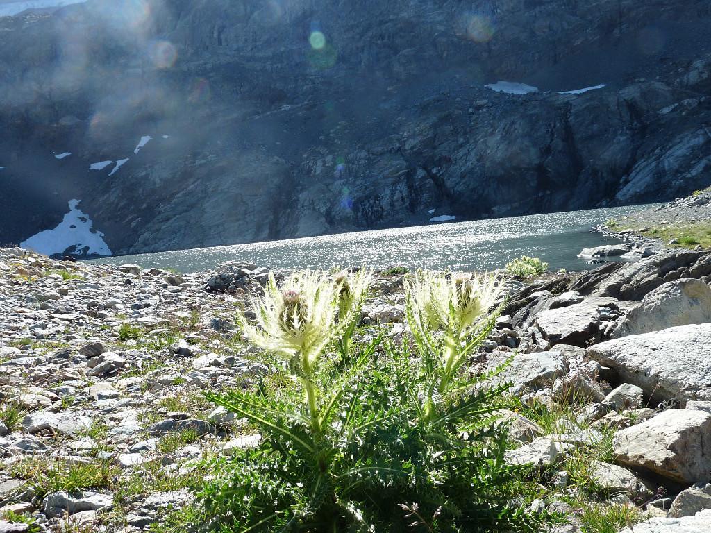 Le Perce Neige